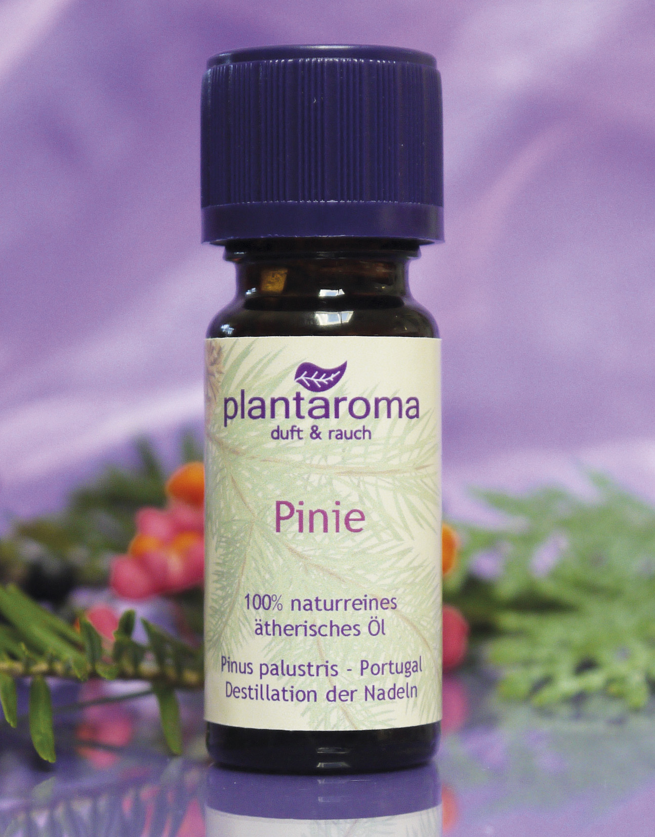 Pinie, 100 % naturreines ätherisches Öl